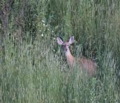 2015 Montana Wildlife 003